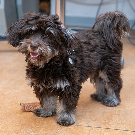 Kleiner, dunkelbrauner Hund mit lockigem Fell steht im Dental-Labor und schaut neugierig.